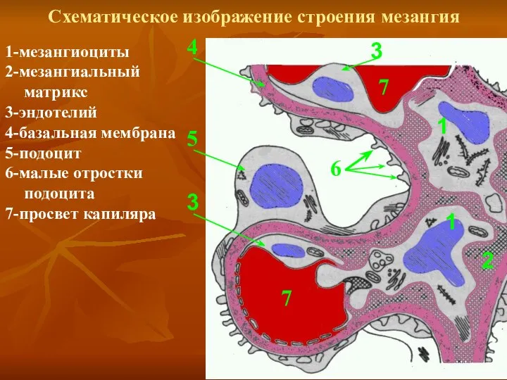 Схематическое изображение строения мезангия 1 1 2 3 1-мезангиоциты 2-мезангиальный матрикс 3-эндотелий