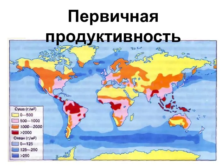 Первичная продуктивность