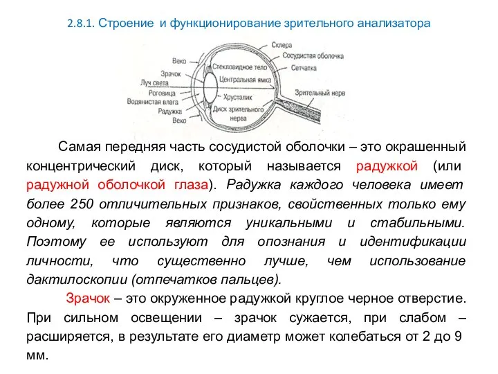 2.8.1. Строение и функционирование зрительного анализатора Самая передняя часть сосудистой оболочки –