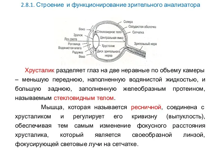 2.8.1. Строение и функционирование зрительного анализатора Хрусталик разделяет глаз на две неравные