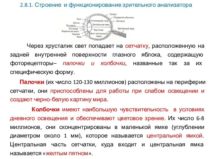 2.8.1. Строение и функционирование зрительного анализатора Через хрусталик свет попадает на сетчатку,