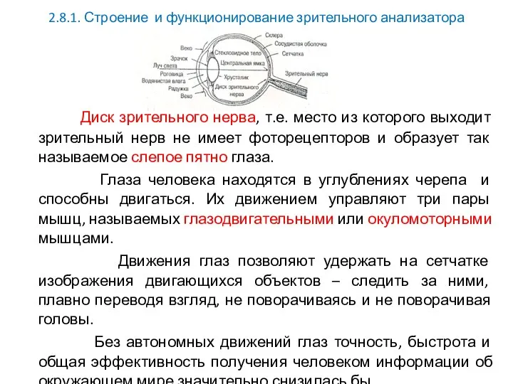 2.8.1. Строение и функционирование зрительного анализатора Диск зрительного нерва, т.е. место из