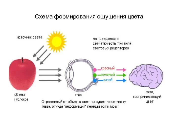 Схема формирования ощущения цвета