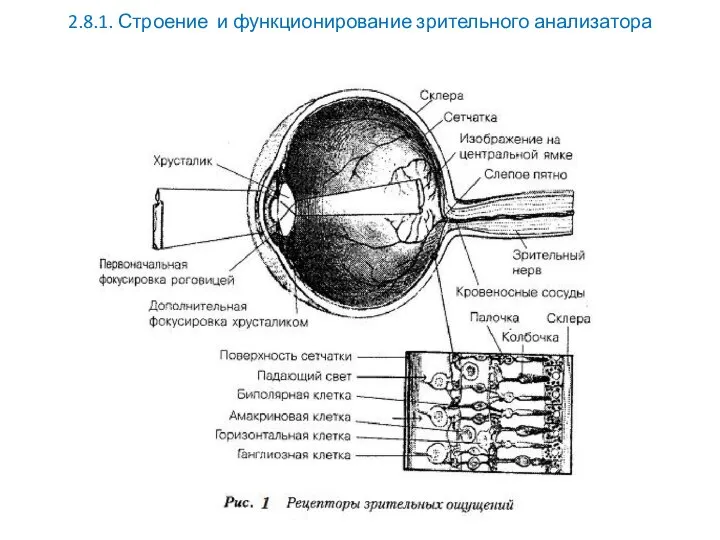 2.8.1. Строение и функционирование зрительного анализатора