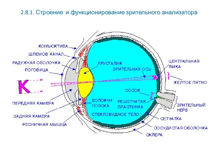 2.8.1. Строение и функционирование зрительного анализатора