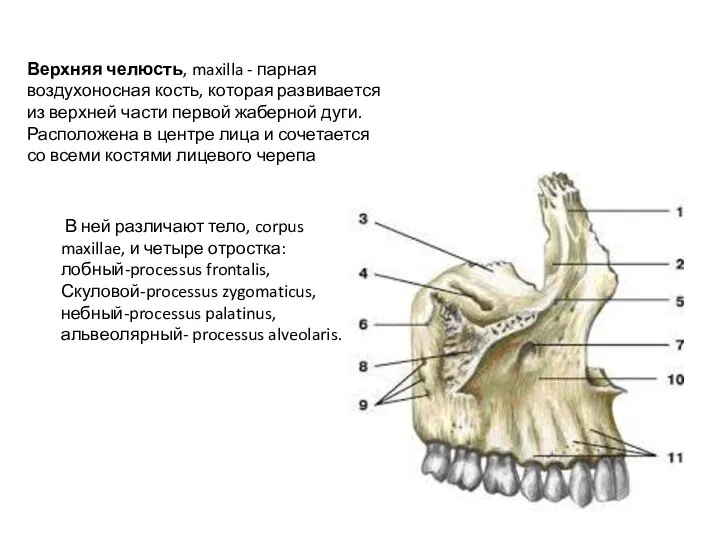 Верхняя челюсть, maxilla - парная воздухоносная кость, которая развивается из верхней части