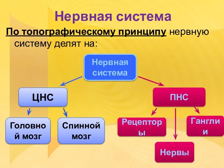 Нервная система По топографическому принципу нервную систему делят на: Нервная система ЦНС