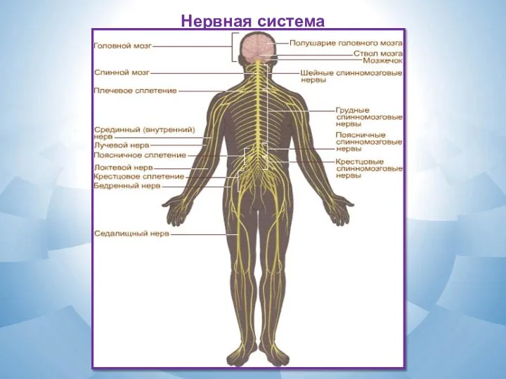 Нервная система