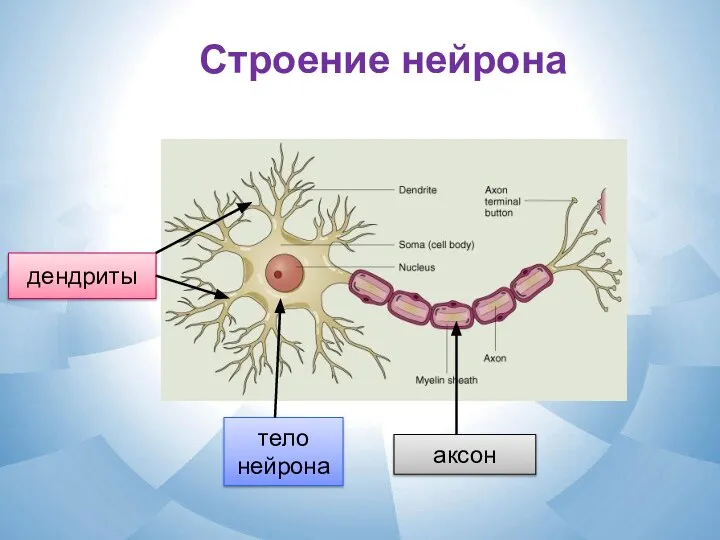 Строение нейрона дендриты тело нейрона аксон