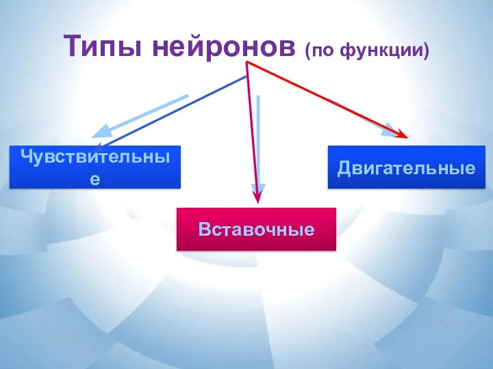 Типы нейронов (по функции) Чувствительные Вставочные Двигательные