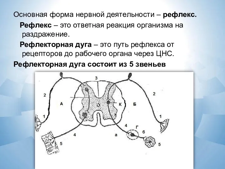 Основная форма нервной деятельности – рефлекс. Рефлекс – это ответная реакция организма