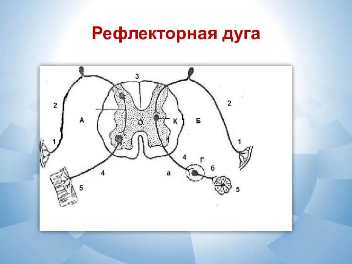 Рефлекторная дуга