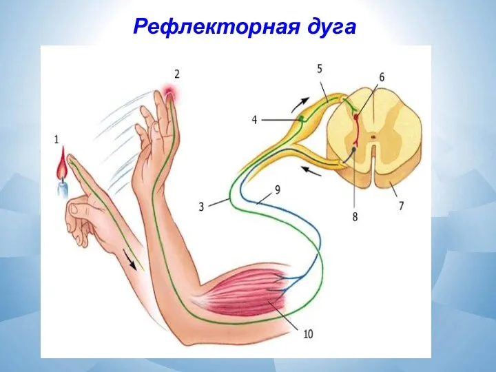 Рефлекторная дуга