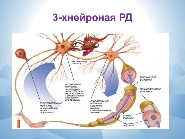 3-хнейроная РД