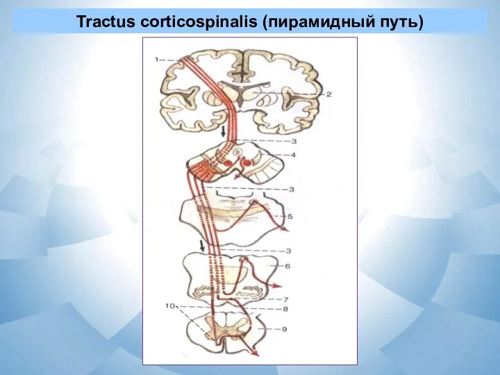 Tractus corticospinalis (пирамидный путь)