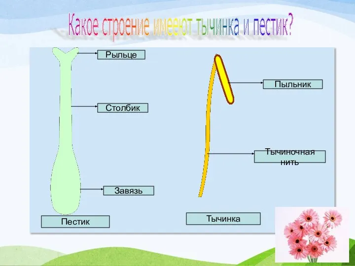 Рыльце Столбик Завязь Какое строение имееют тычинка и пестик? Пыльник Тычиночная нить Пестик Тычинка