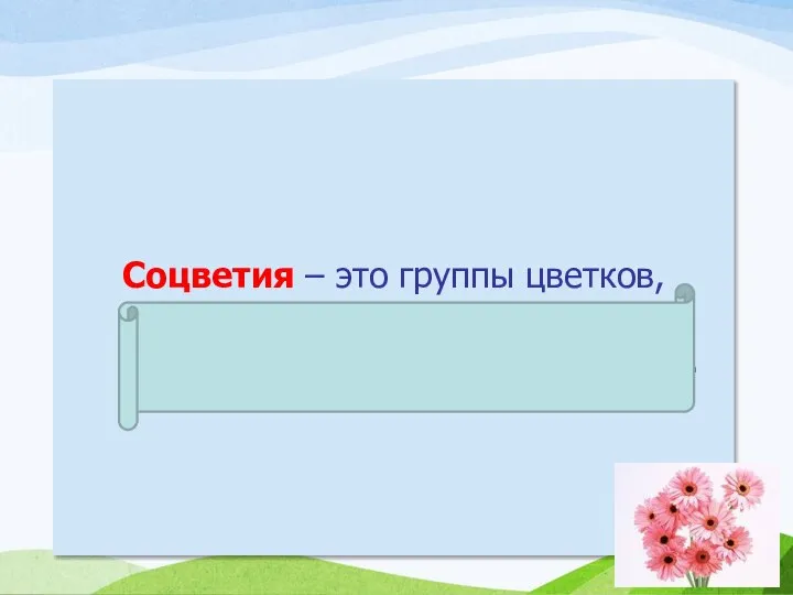 Соцветия – это группы цветков, расположенных близко один к другому в определенном порядке.