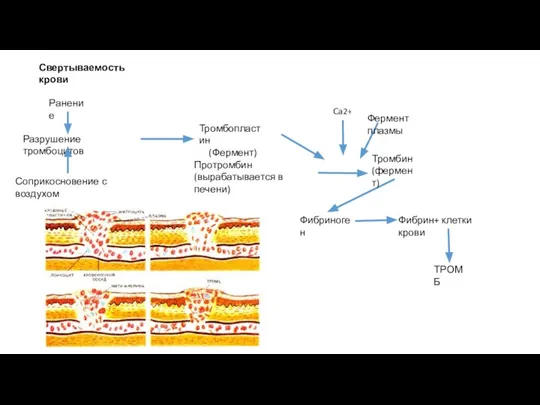 Свертываемость крови Ранение Разрушение тромбоцитов Соприкосновение с воздухом Тромбопластин (Фермент) Ca2+ Фермент