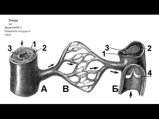 Сосуды Задание№ 4 Назовите сосуды и слои