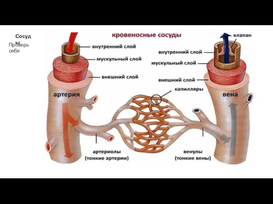 Сосуды Проверь себя