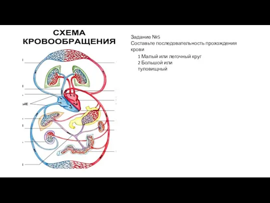 Задание №5 Составьте последовательность прохождения крови 1 Малый или легочный круг 2 Большой или туловищный