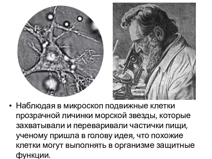 Наблюдая в микроскоп подвижные клетки прозрачной личинки морской звезды, которые захватывали и