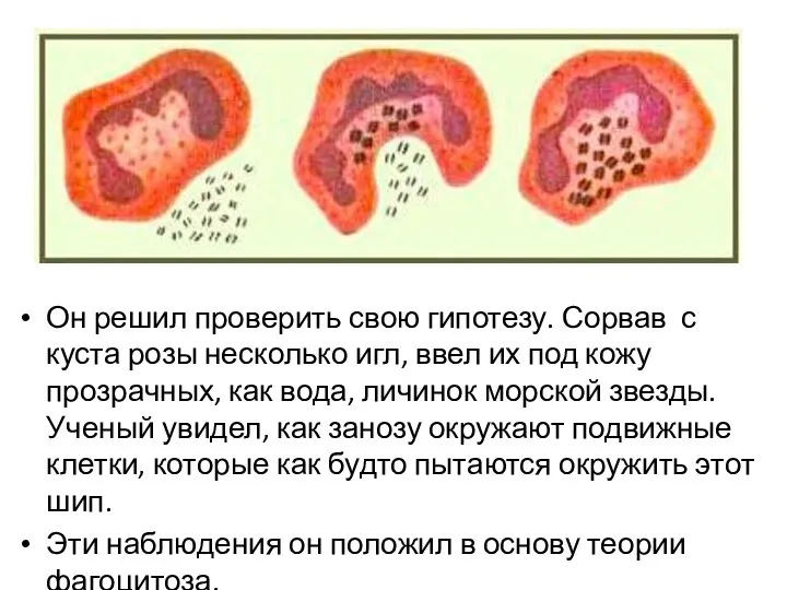 Он решил проверить свою гипотезу. Сорвав с куста розы несколько игл, ввел