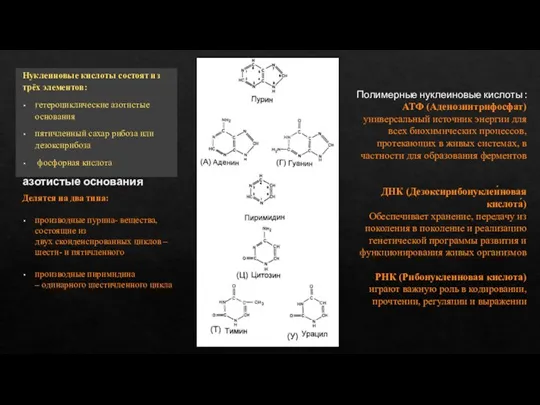 Нуклеиновые кислоты состоят из трёх элементов: гетероциклические азотистые основания пятичленный сахар рибоза