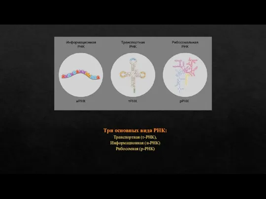 Три основных вида РНК: Транспортная (т-РНК), Информационная (и-РНК) Рибосомная (р-РНК)