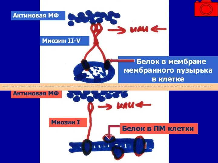 Актиновая МФ Миозин II-V Белок в мембране мембранного пузырька в клетке Актиновая