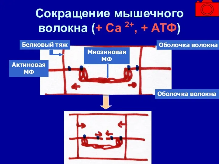 Сокращение мышечного волокна (+ Са 2+, + АТФ) Оболочка волокна Оболочка волокна