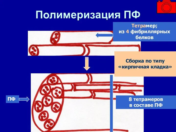Полимеризация ПФ Тетрамер; из 4 фибриллярных белков ПФ 8 тетрамеров в составе