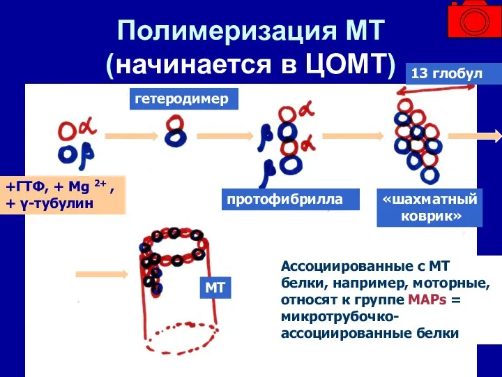 Полимеризация МТ (начинается в ЦОМТ) +ГТФ, + Mg 2+ , + γ-тубулин