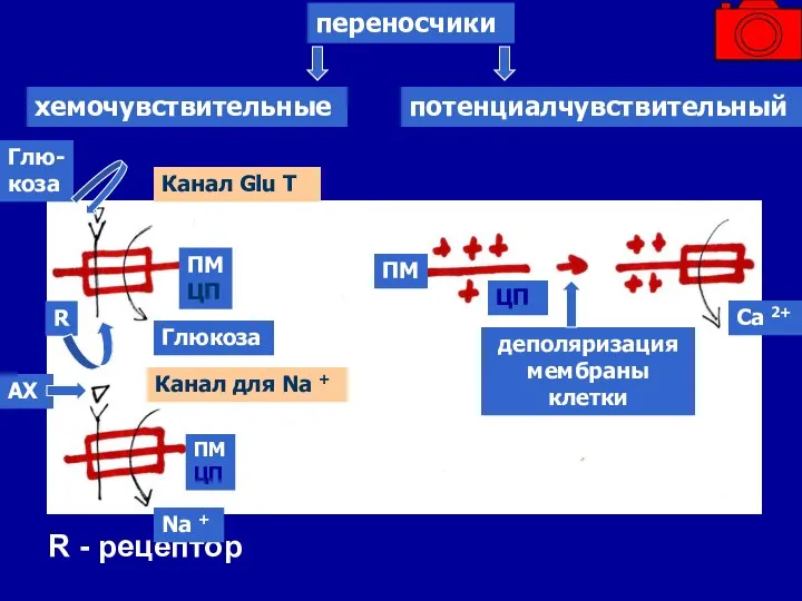 R - рецептор переносчики хемочувствительные потенциалчувствительный Глю-коза R ПМ ЦП Глюкоза Канал