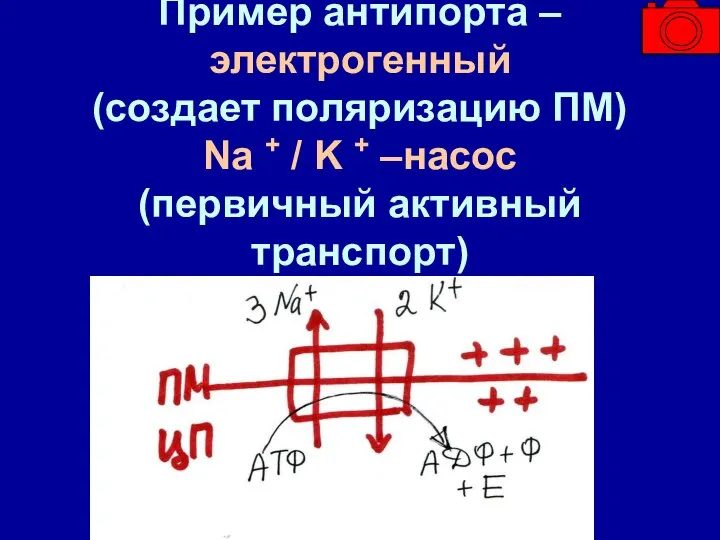 Пример антипорта – электрогенный (создает поляризацию ПМ) Na + / K + –насос (первичный активный транспорт)