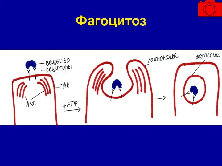 Фагоцитоз
