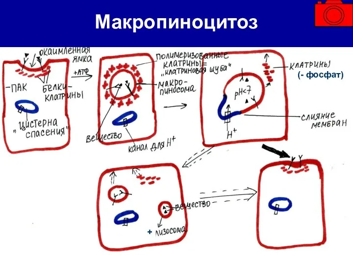 Макропиноцитоз + (- фосфат)