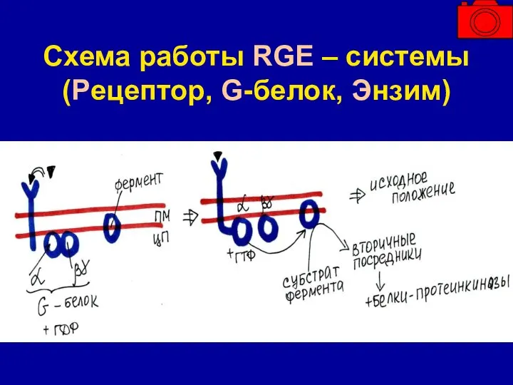 Схема работы RGE – системы (Рецептор, G-белок, Энзим)