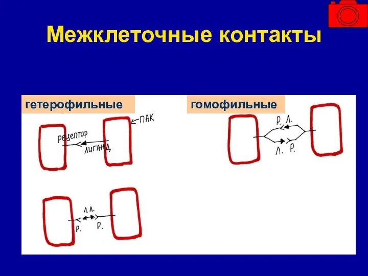 Межклеточные контакты гетерофильные гомофильные