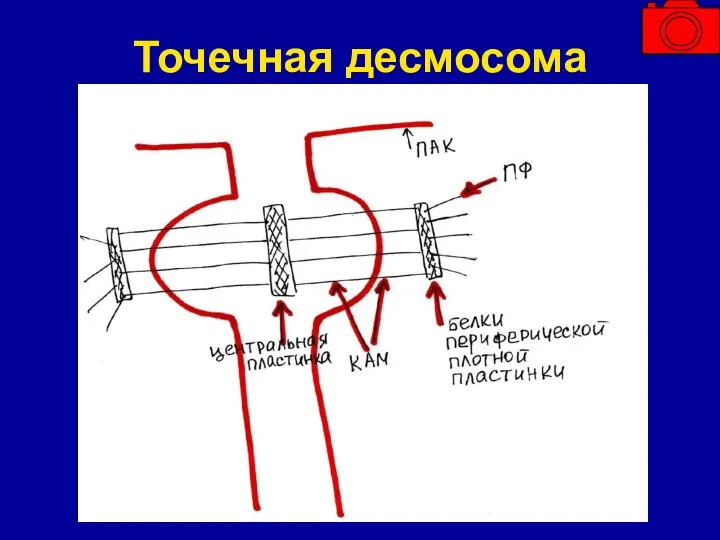 Точечная десмосома