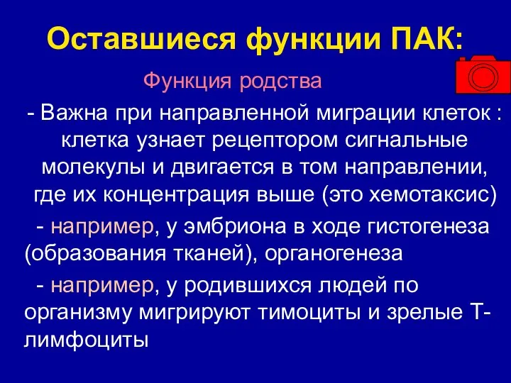 Оставшиеся функции ПАК: Функция родства - Важна при направленной миграции клеток :