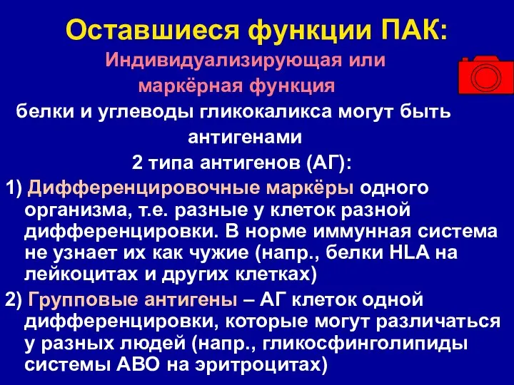 Оставшиеся функции ПАК: Индивидуализирующая или маркёрная функция белки и углеводы гликокаликса могут