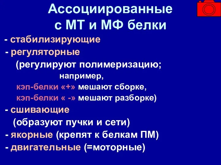 Ассоциированные с МТ и МФ белки - стабилизирующие - регуляторные (регулируют полимеризацию;