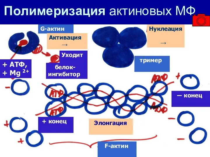 Полимеризация актиновых МФ G-актин Активация → + АТФ, + Мg 2+ Уходит