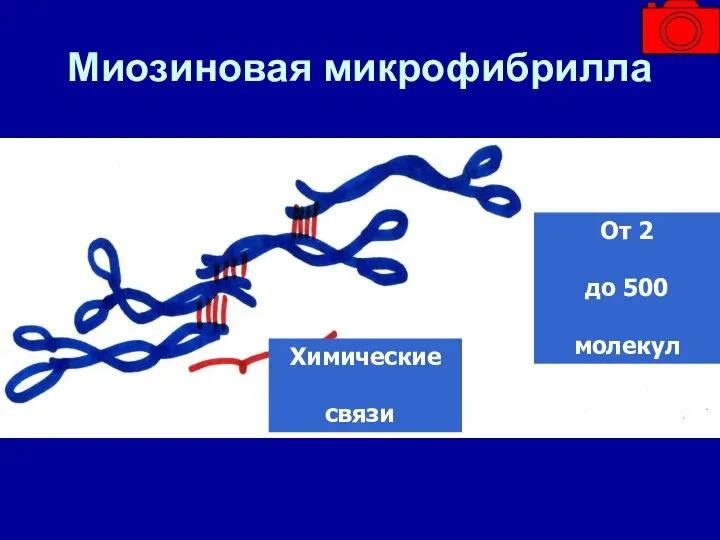 Миозиновая микрофибрилла Химические связи От 2 до 500 молекул