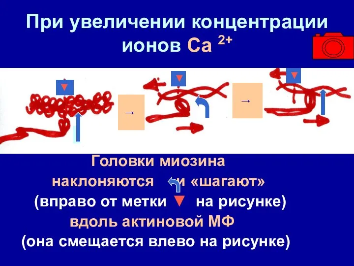 При увеличении концентрации ионов Са 2+ Головки миозина наклоняются и «шагают» (вправо