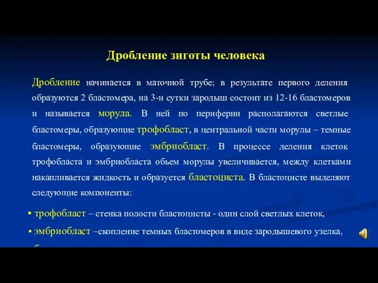 Дробление зиготы человека Дробление начинается в маточной трубе; в результате первого деления