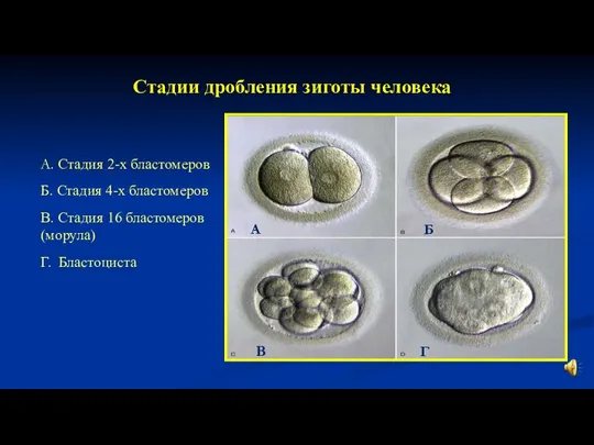 Стадии дробления зиготы человека А. Стадия 2-х бластомеров Б. Стадия 4-х бластомеров