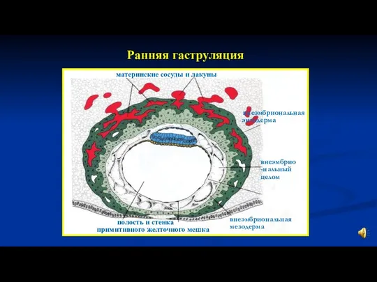 Ранняя гаструляция