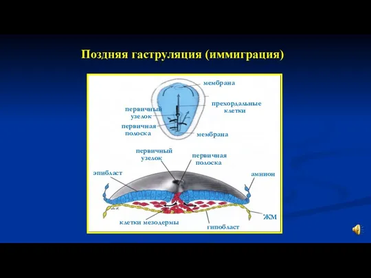 Поздняя гаструляция (иммиграция)